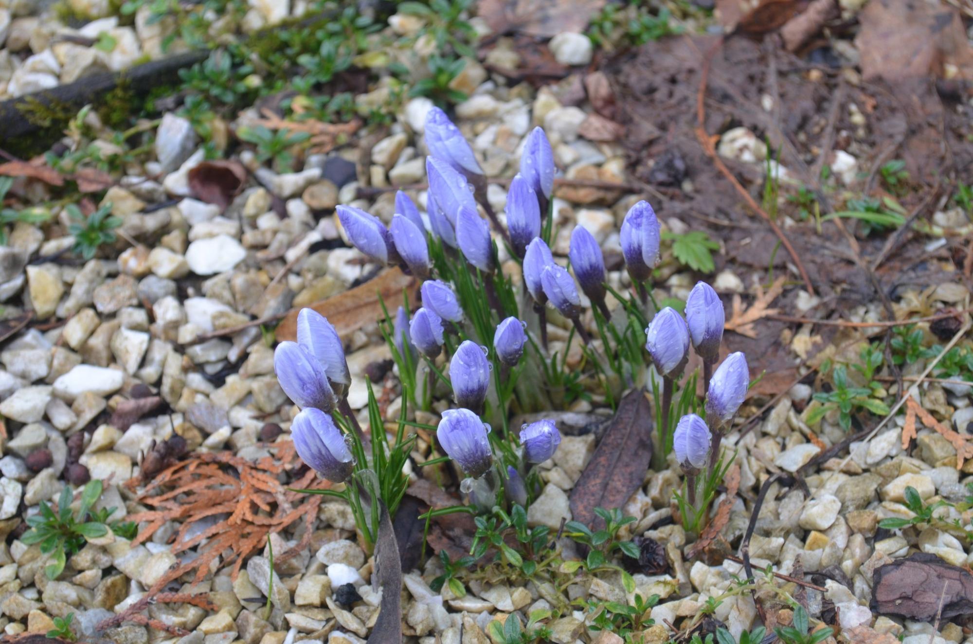 У Карпатському заповіднику розцвіли найвитонченіші весняні первоцвіти: дивіться неймовірні фото